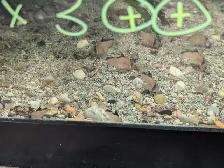 Fish, Aquatic Plants, and Snails for Sale :) - Photo 3