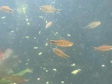 Fish, Aquatic Plants, and Snails for Sale :) - Photo 4