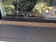 Fish, Aquatic Plants, and Snails for Sale :) - Photo 5