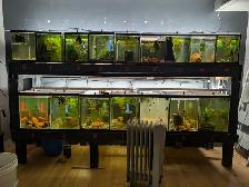 Fish, Aquatic Plants, and Snails for Sale :) - Photo 6
