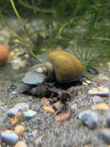 Fish, Aquatic Plants, and Snails for Sale :) - Photo 7