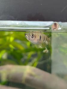 Fish, Aquatic Plants, and Snails for Sale :) - Photo 8