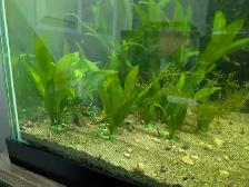 Fish, Aquatic Plants, and Snails for Sale :) - Photo 9