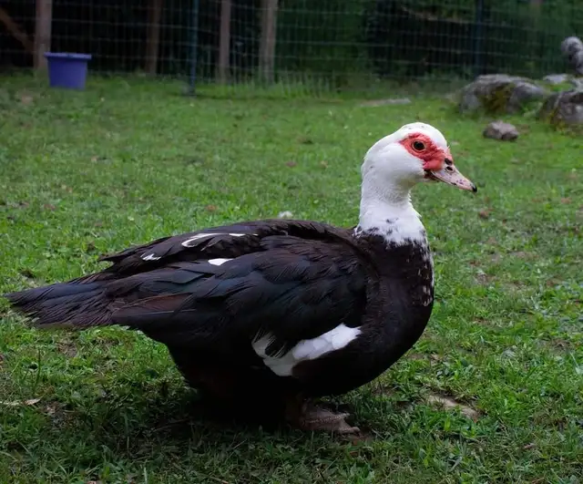 Muscovy Ducks - For Sale