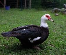 Muscovy Ducks - For Sale