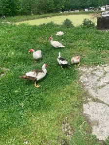 Muscovy Ducks - For Sale - Photo 2