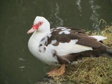 Muscovy Ducks - For Sale - Photo 4