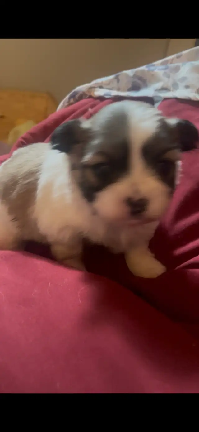 Shorkie-Pom Puppies