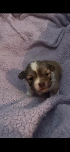 Shorkie-Pom Puppies - Photo 2