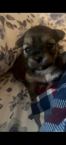 Shorkie-Pom Puppies - Photo 3