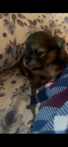 Shorkie-Pom Puppies - Photo 4
