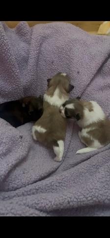 Shorkie-Pom Puppies - Photo 5