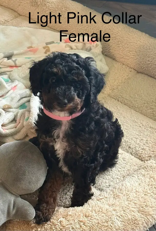 5 PERFECT POODLES CKC REGISTERED