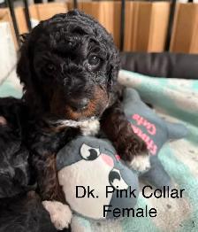 5 PERFECT POODLES CKC REGISTERED - Photo 2