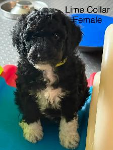 5 PERFECT POODLES CKC REGISTERED - Photo 3