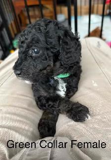 5 PERFECT POODLES CKC REGISTERED - Photo 4