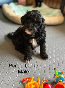5 PERFECT POODLES CKC REGISTERED - Photo 5