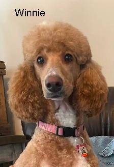 5 PERFECT POODLES CKC REGISTERED - Photo 6
