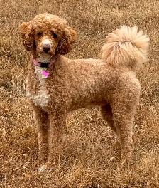 5 PERFECT POODLES CKC REGISTERED - Photo 7