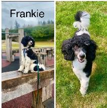 5 PERFECT POODLES CKC REGISTERED - Photo 8
