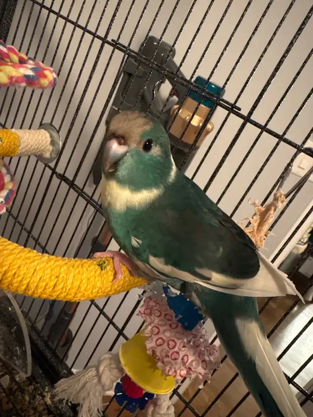 kakariki