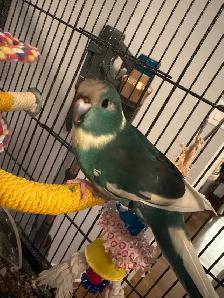 kakariki