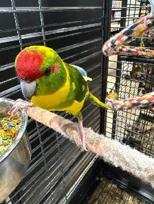 kakariki - Photo 3