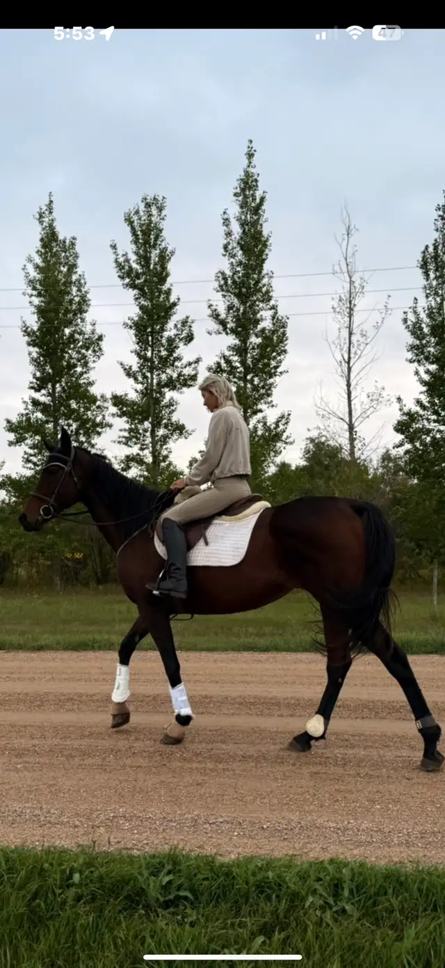 ottb mare