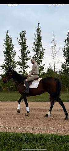 ottb mare