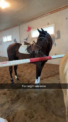 ottb mare - Photo 2