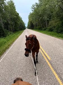 ottb mare - Photo 3