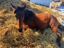 ottb mare - Photo 4