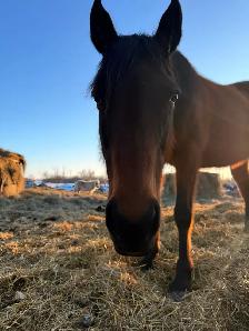 ottb mare - Photo 5