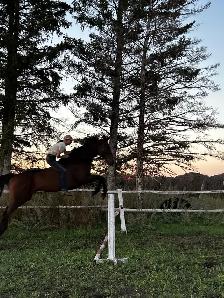 ottb mare - Photo 6