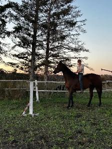 ottb mare - Photo 7