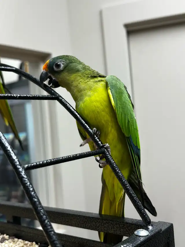 conure à front pêche