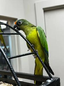 conure à front pêche