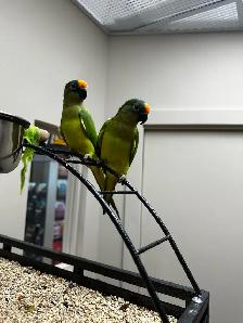 conure à front pêche - Photo 2