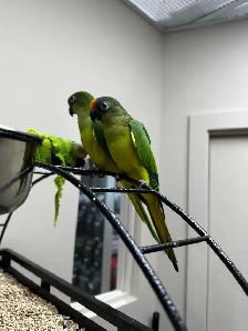 conure à front pêche - Photo 3