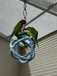 conure à front pêche - Photo 4