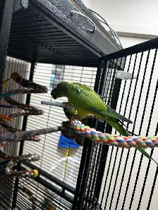 conure à front pêche - Photo 5