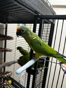 conure à front pêche - Photo 6