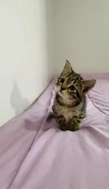 baby kittens 8 weeks old - Photo 6