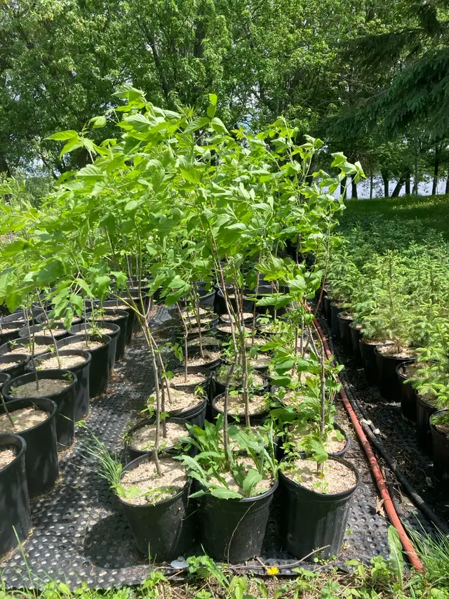 Manitoba Maple trees