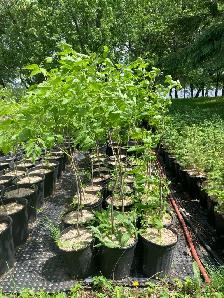 Manitoba Maple trees