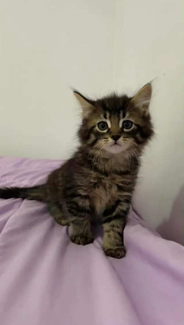 kittens for sale