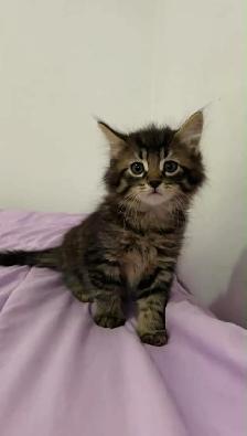 kittens for sale