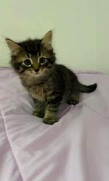 kittens for sale - Photo 2
