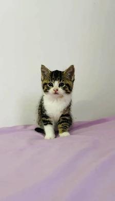 kittens for sale - Photo 3