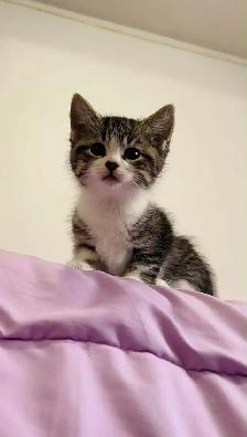 kittens for sale - Photo 4